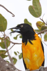 Corrupião (Icterus jamacaii)