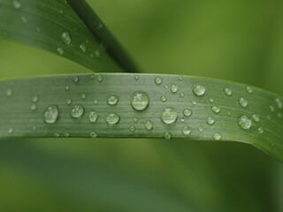 Wassertropfen auf einem Grasblatt