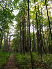 Obraz premium OLd abandoned park with foot path in bright autumn day