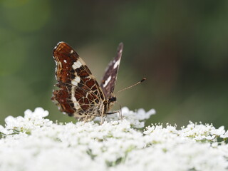 Schmetterling Landkärtchen saug Nektar aus den Blüten der wilden Möhre