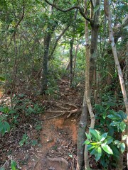 石垣島 野底マーペー 野底岳 展望台 八重山諸島 沖縄県