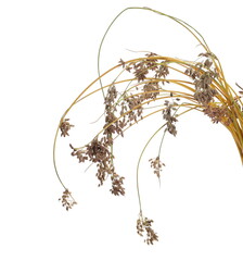 Dry marsh yellow grass with seed, bulrush, reed pond isolated on white background  © dule964