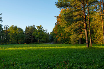 autumn in the forest