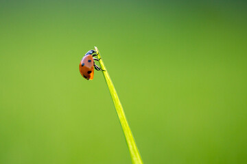 Ladybug on green leaf in a sunny day