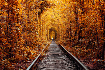 love tunnel in autumn. a railway in the autumn forest. Tunnel of Love, autumn trees and the railroad - obrazy, fototapety, plakaty