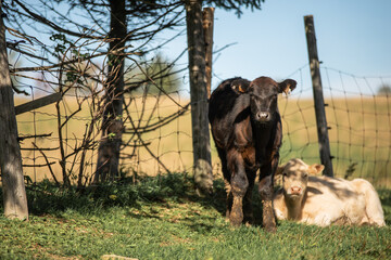 Curious black angus calf standing near fence 