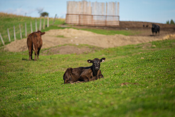 Black angus calf laying in a grassy field in summer
