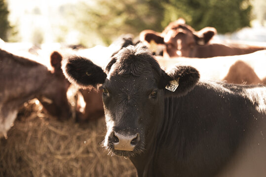 Black Angus Cow Close Up While Eating Outside With. Other Cows Outside In Summer