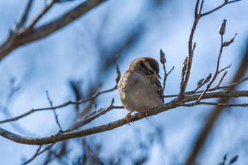 Clay-colored sparrow closeup