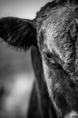 Dirty black angus bull on his face after rubbing and scratching in dirt.