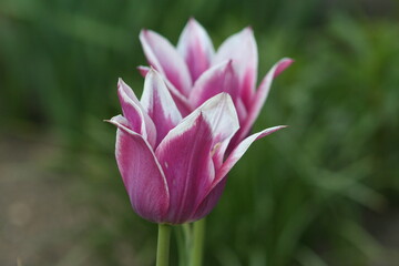 pink and white tulip