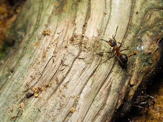 Red Ant - (Formica rufa) on an old fallen tree in the forest