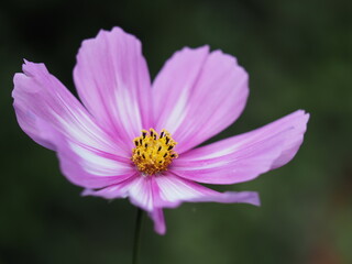 Kosmee in einem Blumenbeet als Makroaufnahme