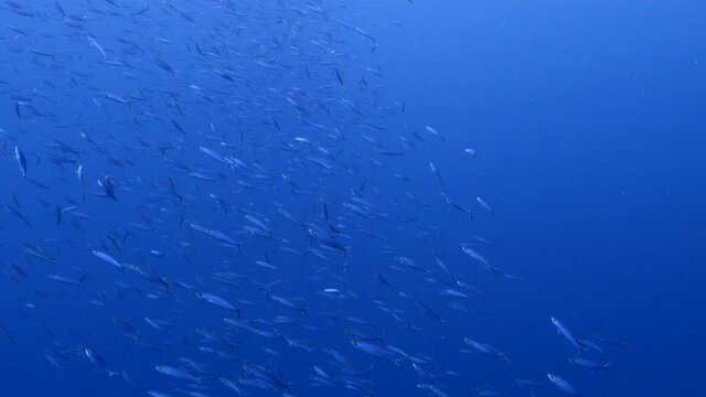 Seascape with School of Fish, Boga Fish in the turquoise water of coral reef in the Caribbean Sea, Curacao