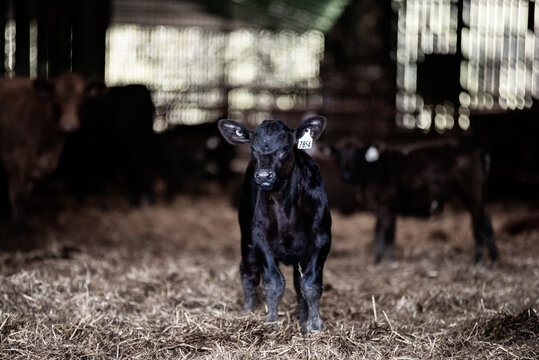Curious little black angus calf looking sideways