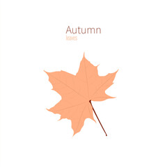 autumn maple leaf