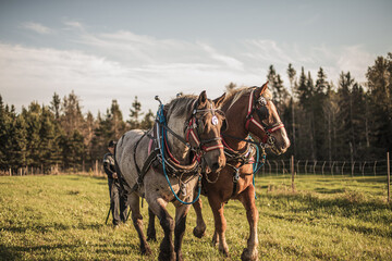 Two draft horses preparing to pull a carriage in a field outside in summer.
