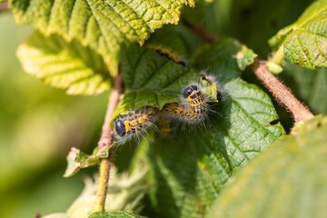 Closeup portrait of a group of buff-tip caterpillars sitting, crawling on a leaf of a hazelnut tree. The insect is also called a phalera bucephala and is yellow with black stripes and has white fur.