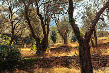Obraz premium Old olive garden in beautiful sunlight.