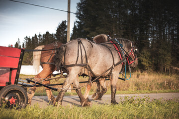 Draft horses pulling a carriage outside in summer