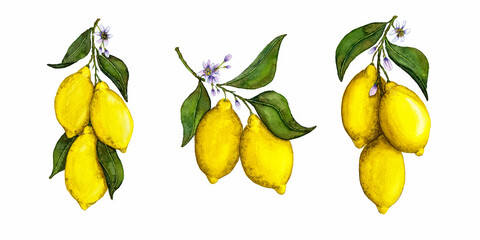 Watercolor lemon set illustration. Hand-drawn lemons isolated on white background. Lemon fruits on branches with flowers and leaves. Realistic watercolor painted lemon fruits in vintage style.