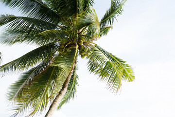 Fototapeta na wymiar Coconut tree alone on beach and white clouds blue sky.