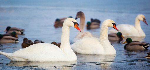 Beautiful white swans swimming in blue water in icy lake, web banner