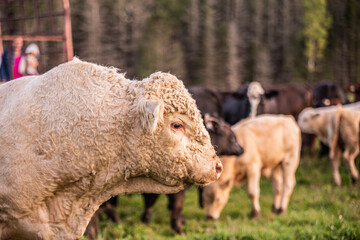 Big white charolais bull outside in summer pasture in quebec canada