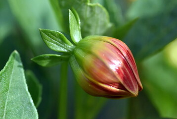 Knospe einer roten Dahlie