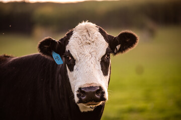 Cows in summer pasture at the end of the day in quebec canada. Bovine or cattle outside. Angus, black angus and Charolais breed of cattle.