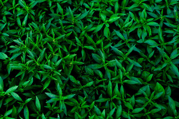abstract backdrop or fresh green leaves texture background, monsoon mood
