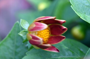 Fototapeta premium Knospe einer roten Dahlie