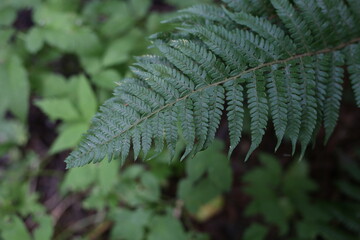 Selective focus of beautiful ferns leaves green foliage. Close up of beautiful growing ferns in the forest. Natural floral fern background in sunlight.