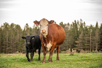 Cow and calf walking outside in summer pasture