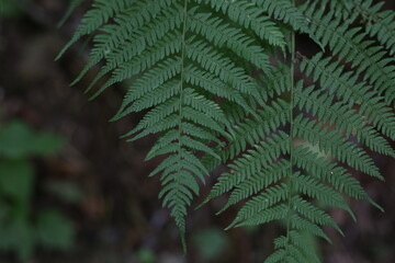 Selective focus of beautiful ferns leaves green foliage. Close up of beautiful growing ferns in the forest. Natural floral fern background in sunlight.