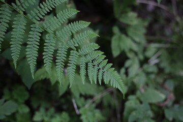 Selective focus of beautiful ferns leaves green foliage. Close up of beautiful growing ferns in the forest. Natural floral fern background in sunlight.
