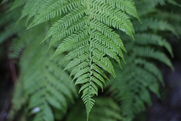 Selective focus of beautiful ferns leaves green foliage. Close up of beautiful growing ferns in the forest. Natural floral fern background in sunlight.