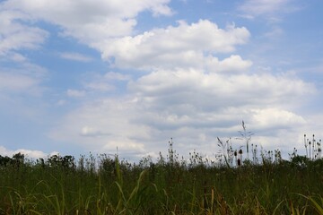 The white clouds in the sky over the green tall grass.