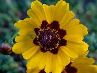 Beautiful flowers in the garden. Close up.