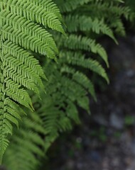 Selective focus of beautiful ferns leaves green foliage. Close up of beautiful growing ferns in the forest. Natural floral fern background in sunlight.