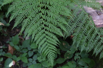 Selective focus of beautiful ferns leaves green foliage. Close up of beautiful growing ferns in the forest. Natural floral fern background in sunlight.