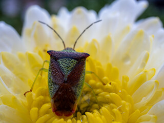 bug on flower