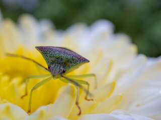 bug on flower