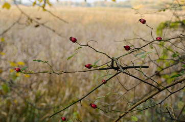 Wild rosehip on the background of a reed autumn field