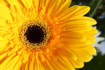 Yellow gerbera flower close-up, macro, flower background