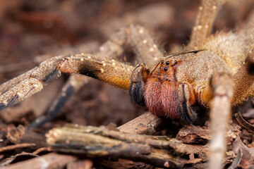 Brazilian wandering spider Phoneutria nigriventer