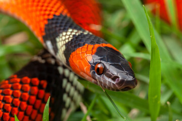 False Coral Snake Oxyrhopus guibei