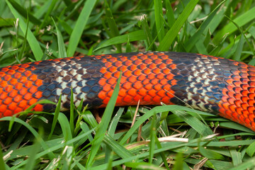 False Coral Snake Oxyrhopus guibei