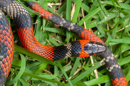 False Coral Snake Oxyrhopus guibei