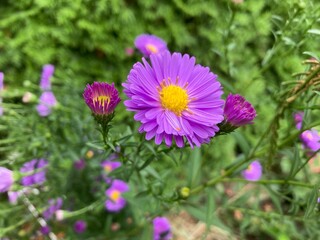 Fototapeta premium Symphyotrichum novi-belgii (formerly Aster novi-belgii), commonly called New York aster 